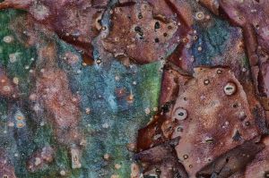 RStone Gumbo Limbo Low Res